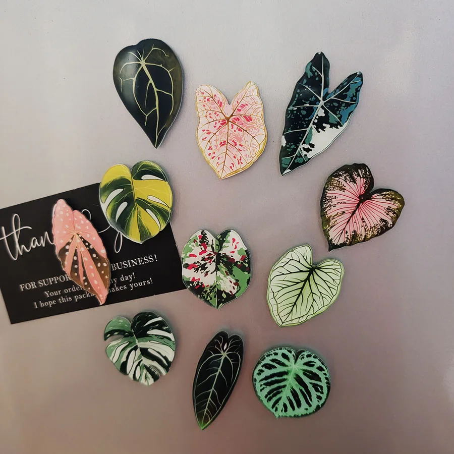 6pcs Begonia Monstera Magnetic - огляд і ціна Home Improvement Ideas